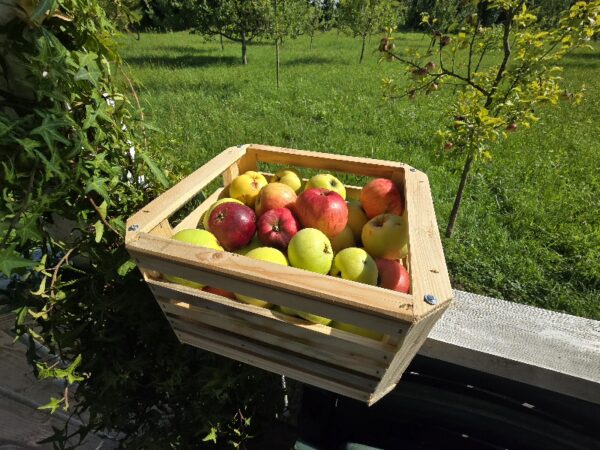 Večnamenska lesena gajbica - 15kg